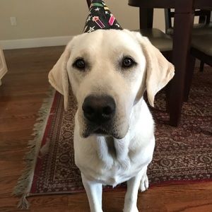 Meet your Posher, Gunjan